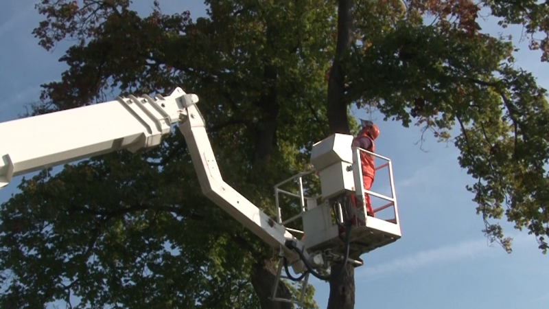Steigereinsatz bei der Baumpflege