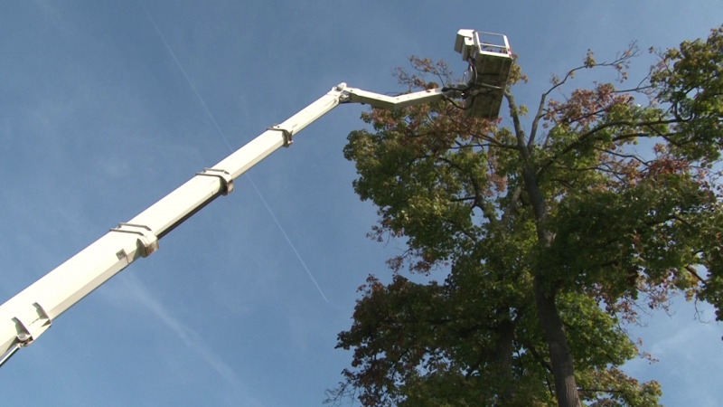 Vermietung des Steiger für den Baumschnitt